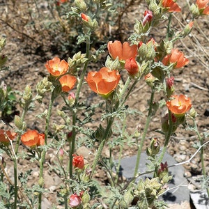 Sphaeralcea grossulariifolia | Gooseberryleaf Globemallow | 10 Seeds