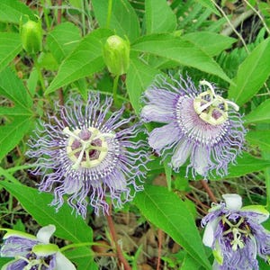 Passiflora incarnata | Maypop | Apricot Vine | Hardy Passion Vine | 10 Seeds