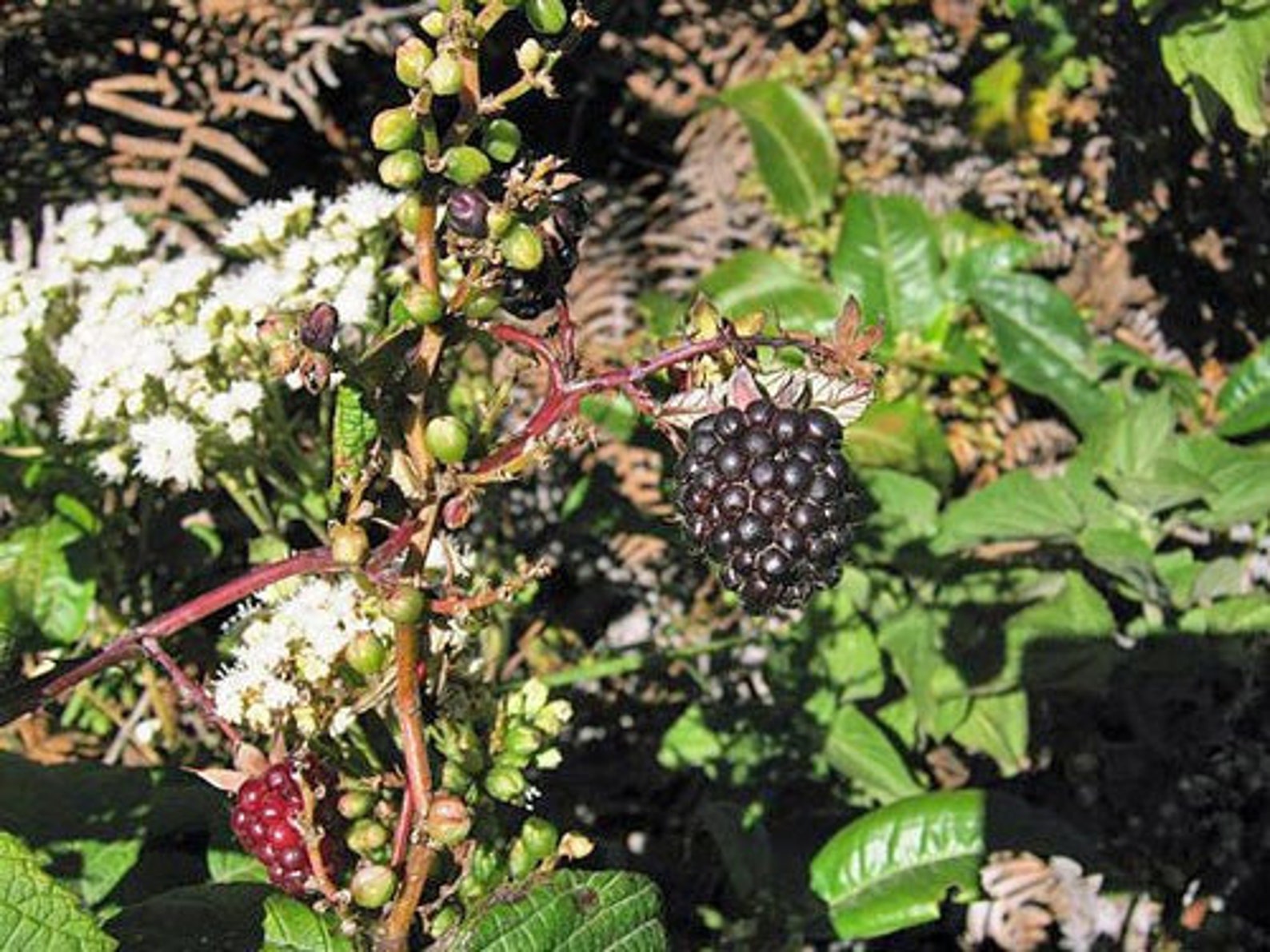 Rubus Glaucus | Andean Raspberry | Mora De Castilla | 50 Seeds - Etsy