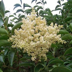 Ligustrum lucidum | Chinese, Glossy, or Wax-Leaf Privet | 100 Seeds