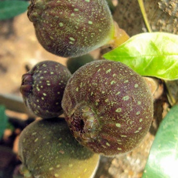 Ficus auriculata | Roxburgh Fig | Broad-Leaf Fig | 20 Seeds