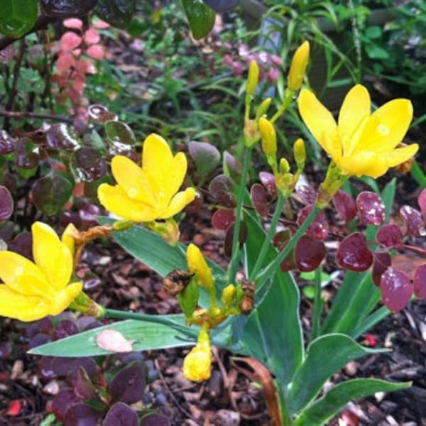 Iris domestica | Hello Yellow | Blackberry Lily | 10 Seeds