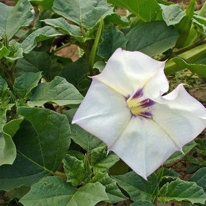 Datura discolor Moon Flower Desert Thorn-apple 30 Seeds image 6