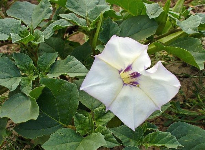 Datura discolor Moon Flower Desert Thorn-apple 30 Seeds image 6