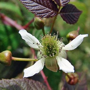 Rubus Glaucus | Andean Raspberry | Mora De Castilla | 50 Seeds - Etsy