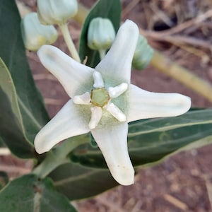 Calotropis gigantea | Crown Flower | Giant Milkweed | 10 Seeds