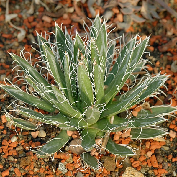 Agave toumeyana ssp. bella | Toumey's Century Plant | 10 seeds