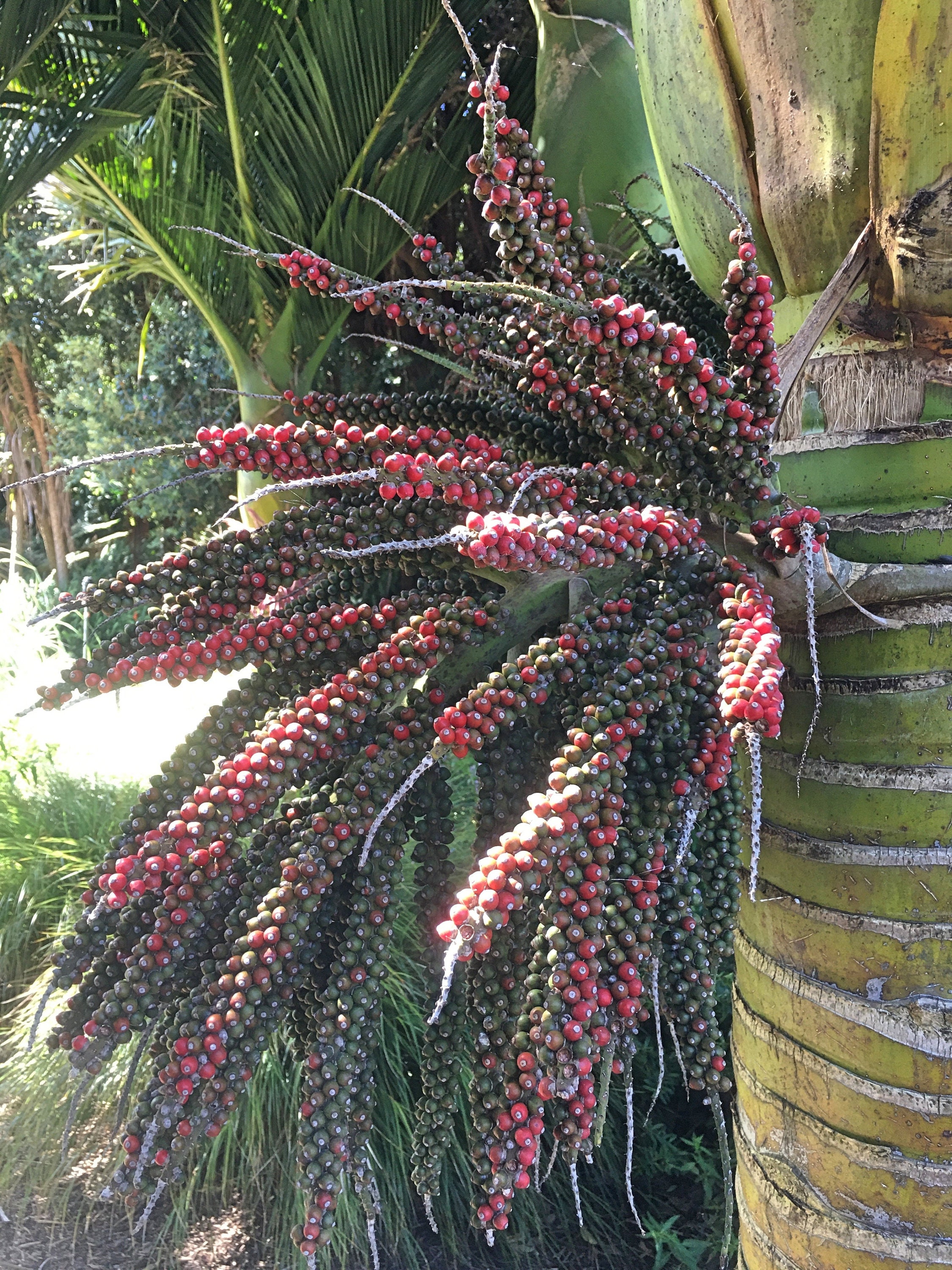 Rhopalostylis Sapida | Nikau Palm | Shaving Brush Palm | 10 Seeds