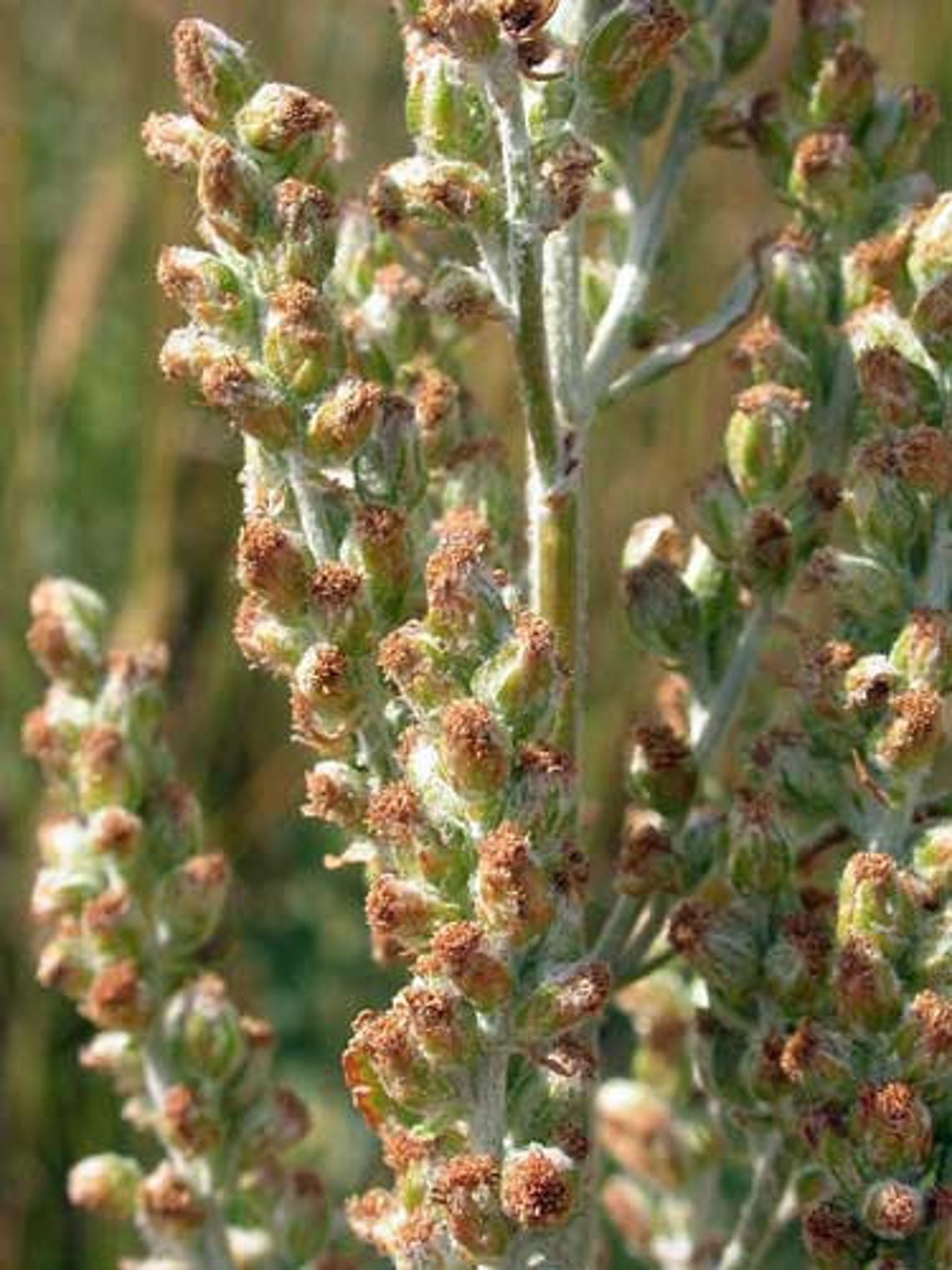 Artemisia Ludoviciana | White Sagebrush | 150 Seeds - Etsy