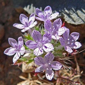 Langloisia setosissima | Bristly Calico |  Lilac Sunbonnet | 10 Seeds