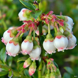 May include: Close-up of a cluster of delicate white flowers with pink-tinged edges and green stems. The flowers are in various stages of bloom, with some buds still closed. The background is a soft blur of green foliage.