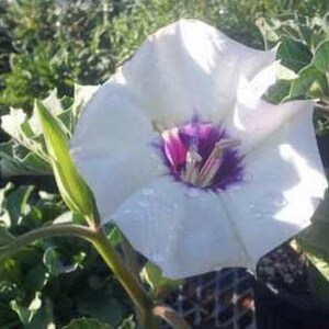 Datura discolor Moon Flower Desert Thorn-apple 30 Seeds image 3