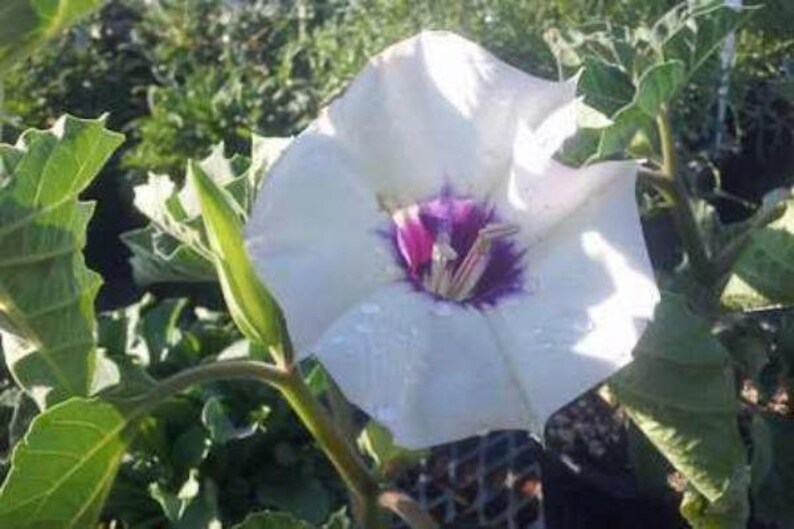 Datura discolor Moon Flower Desert Thorn-apple 30 Seeds image 3