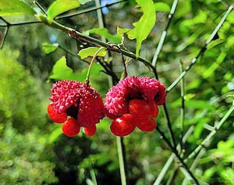 Euonymus americanus | American Strawberry Bush | Bursting Heart | 10 Seeds