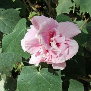 Hibiscus mutabilis Double Cotton Rose 100 Seeds image 7