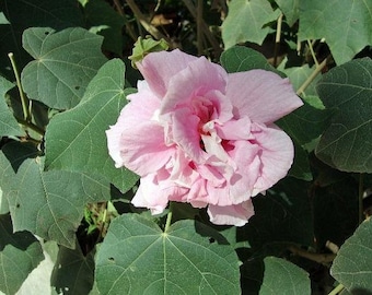 Hibiscus Mutabilis Doble Rosa De Algodon 25 Semillas Etsy Mexico