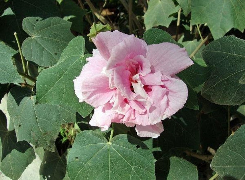 Hibiscus mutabilis Double Cotton Rose 100 Seeds image 7