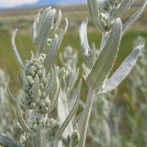 Artemisia ludoviciana | White Sagebrush | 150 Seeds
