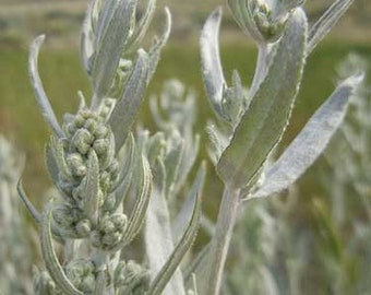 Artemisia ludoviciana | Silver Wormwood | White Sagebrush | 100 Seeds