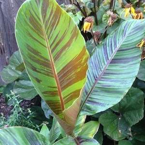 Musa sikkimensis Red Tiger | Darjeeling Banana Red Tiger | 10 Seeds