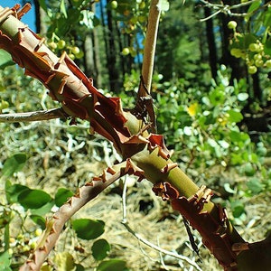 Arctostaphylos patula | Greenleaf Manzanita | 10 Seeds