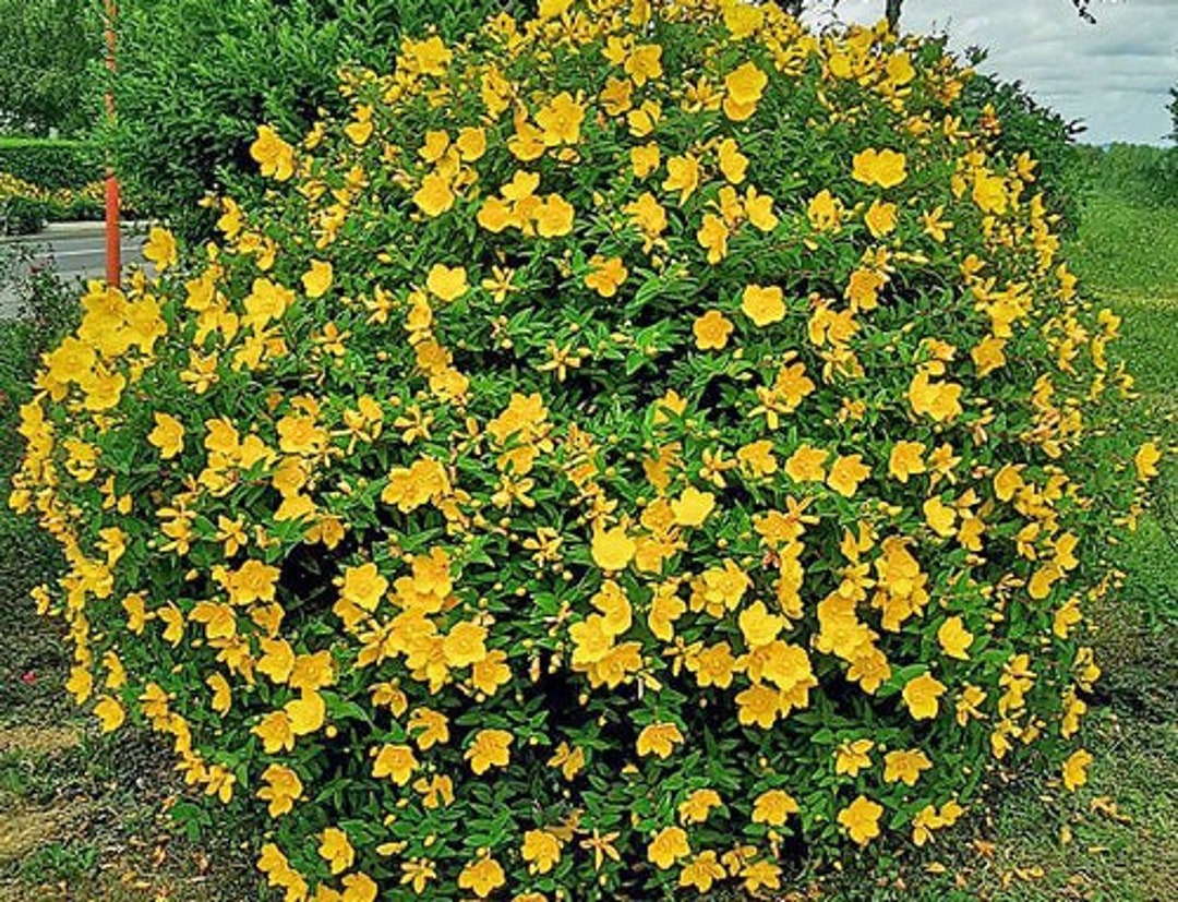 Hypericum Patulum Goldencup St. John’s Wort Yellow Mosqueta 50 Seeds - Etsy