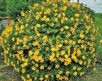 Hypericum patulum is a deciduous shrub in the Hypericaceae family. Its  native range is in China and only in the Guizhou Sichuan provinces. It is  found ...