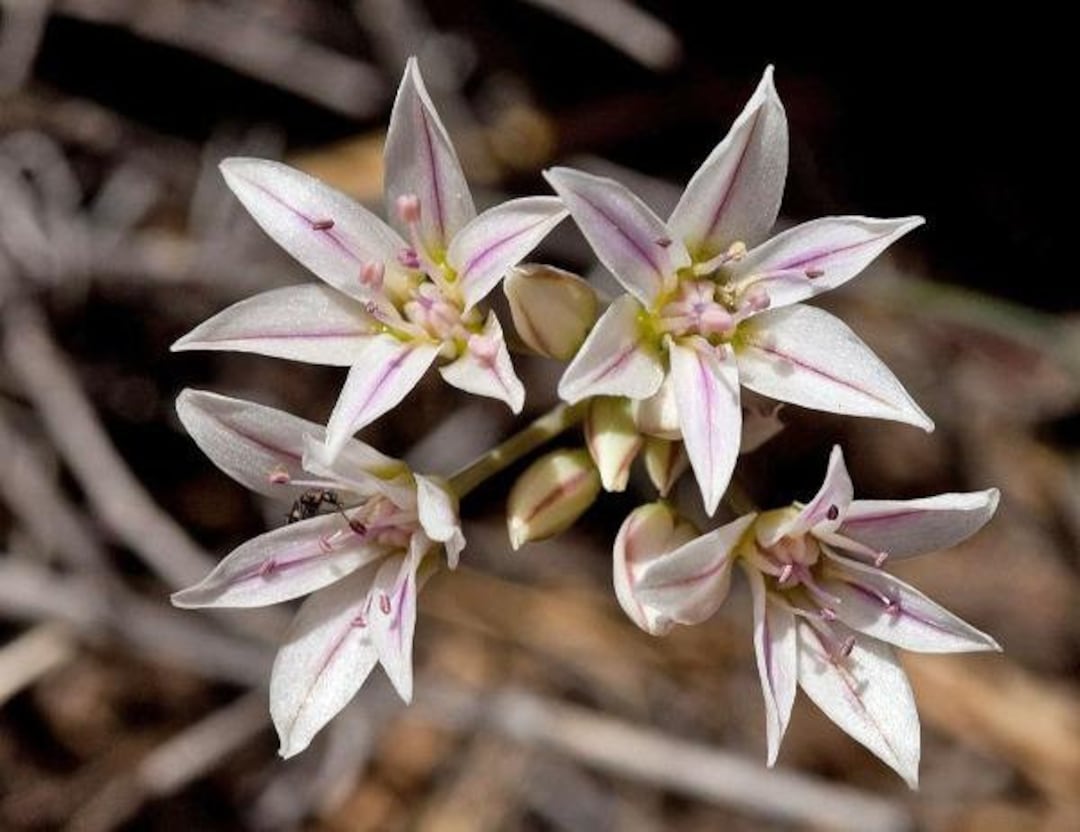 Allium Macropetalum Desert Onion Lily Largeflower Wild Etsy