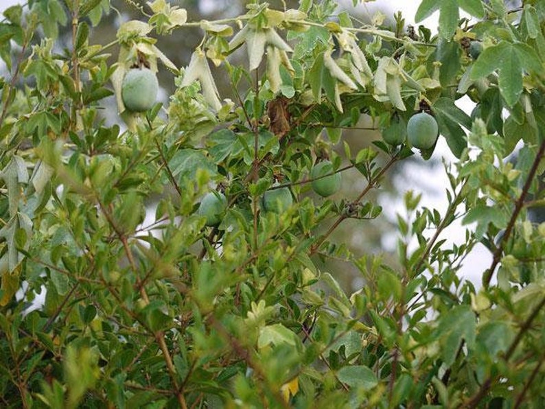 Passiflora subpeltata White Passionflower 5 Seeds image 4