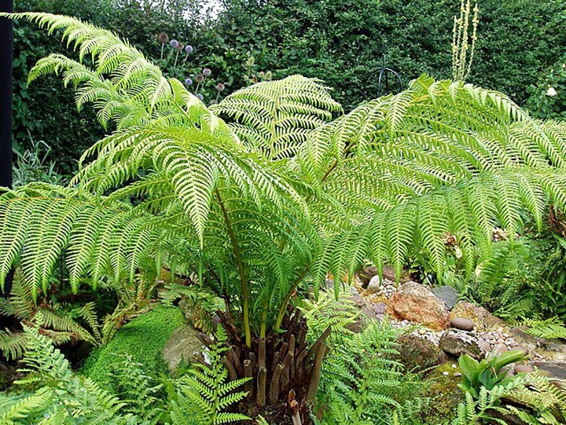 PlantFlowerSeeds Dicksonia antarctica Tree Fern - Thumbnail 2