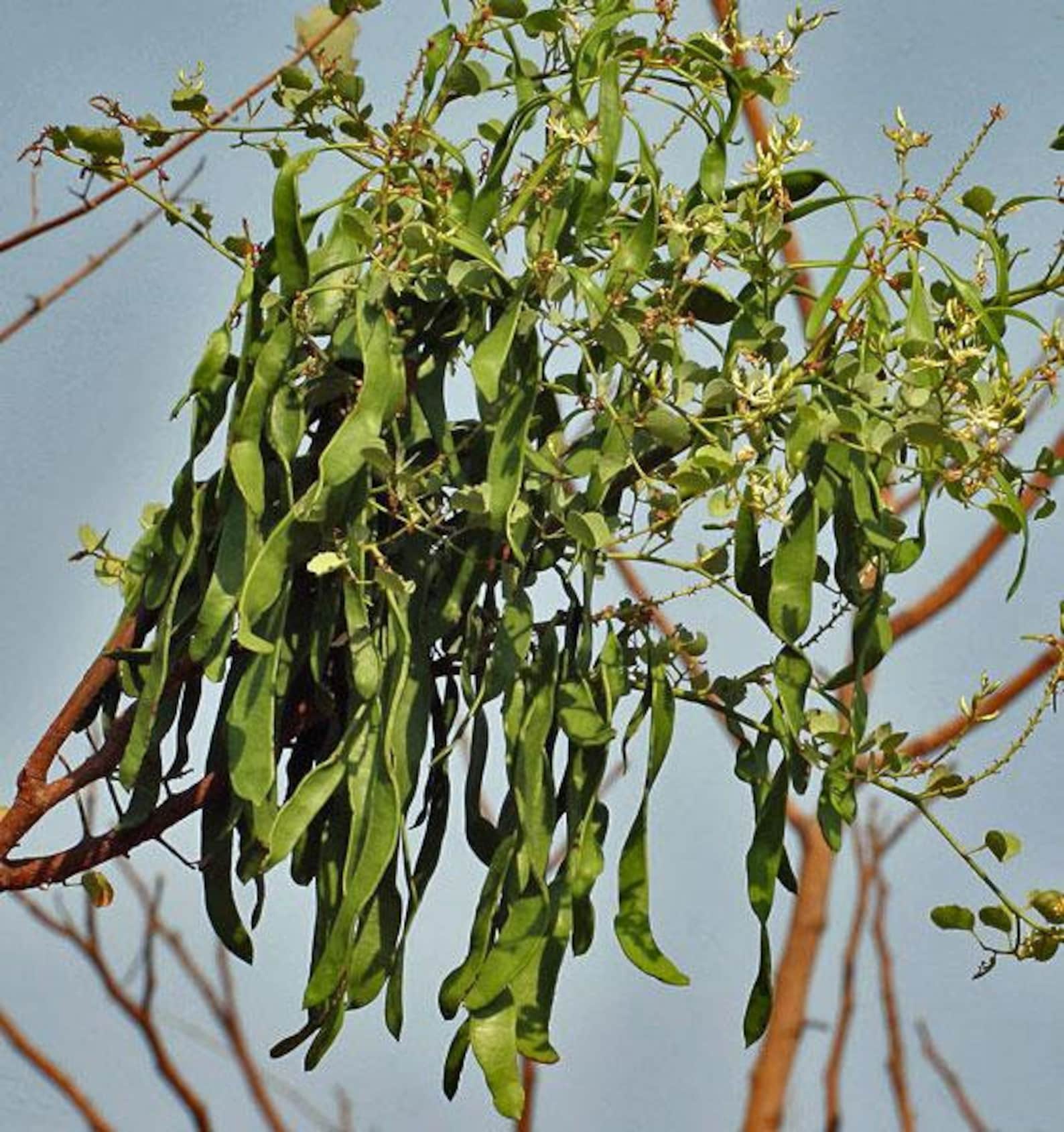 Bauhinia Racemosa | Bidi Leaf Tree | Sonpatta | 10 Seeds - Etsy