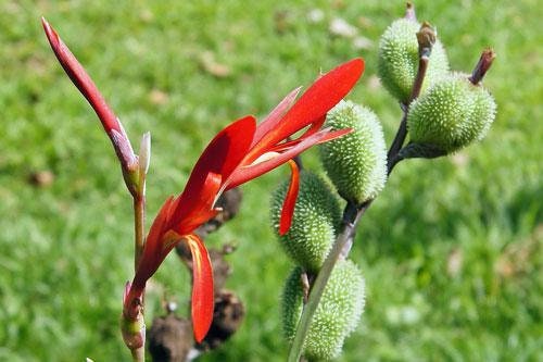 Canna Paniculata | Canna Lily | 5 Seeds - Etsy