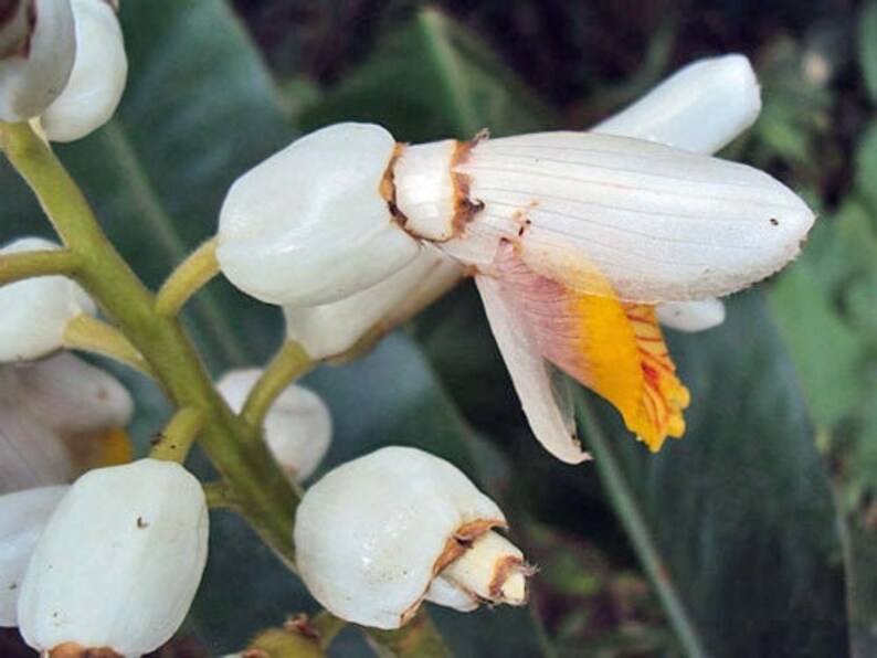 Alpinia malaccensis Ornamental or Malacca Ginger 5 Seeds image 3