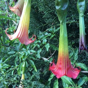 Brugmansia sanguinea | Red Angels Trumpet | 10 Seeds
