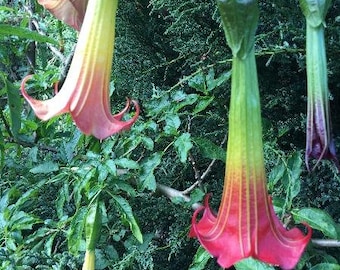 2 Brugmansia sanguinea Plants | Red Angels Trumpet | 3" Pots