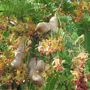 Tamarindus indica | Tamarind | 5 Seeds