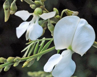 Tephrosia candida | White Hoary Pea | White Tephrosia | 10 Seeds