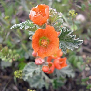 Sphaeralcea munroana | Munro&#39;s Globemallow | 20 Seeds