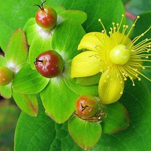 Hypericum uralum St. Johns Wort 50 Seeds image 1