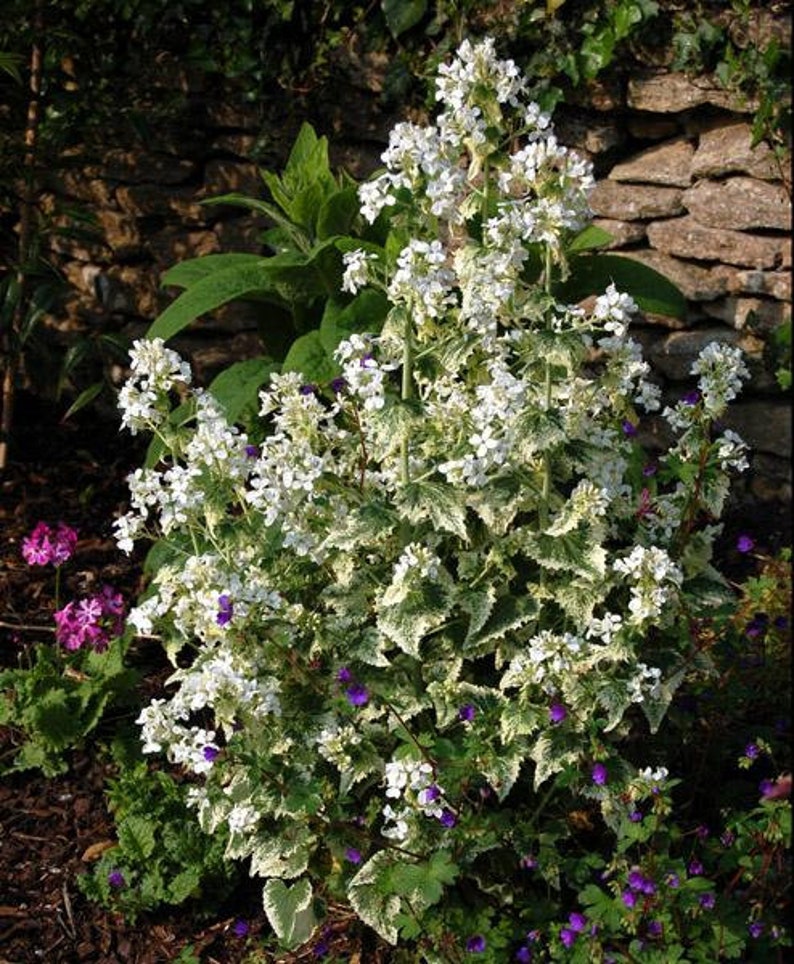 Lunaria annua alba variegated Honesty Money Plant Variegata Alba 5 Seeds image 1