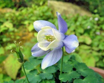 Aquilegia sibirica | Siberian Columbine | 10 Seeds