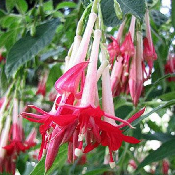 Fuchsia boliviana alba | 20 Seeds