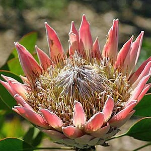 Protea magnifica | Queen Protea | 5 Seeds