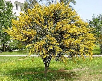 Acacia cyanophylla | Blue Leaved Wattle | 20 Seeds