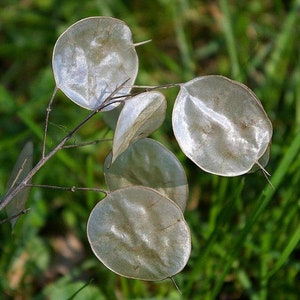 Lunaria annua alba variegated Honesty Money Plant Variegata Alba 5 Seeds image 5