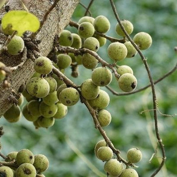 Ficus racemosa | Cluster or Indian Fig Tree | Audumbara | 100 Seeds