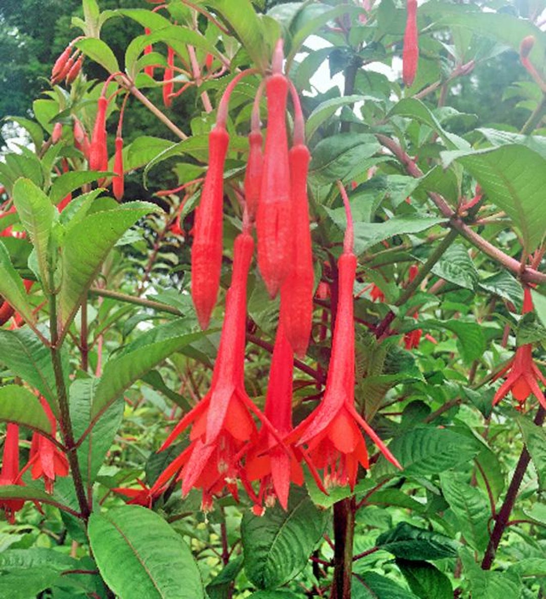 Hummingbird Strub Fuchsia Fanfare Seeds | Red Trailing Shrub, Hummingbird Attractor (50 ...