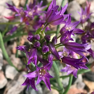 Allium fimbriatum var. fimbriatum | Fringed Onion | 10 Seeds