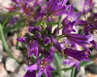 Allium fimbriatum var. fimbriatum | Fringed Onion | 10 Seeds