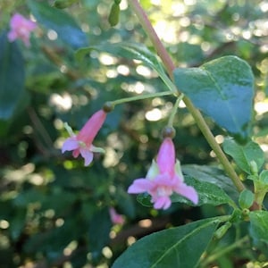 Fuchsia microphylla ssp. microphylla | Small Leaf Fuchsia | 10 Seeds
